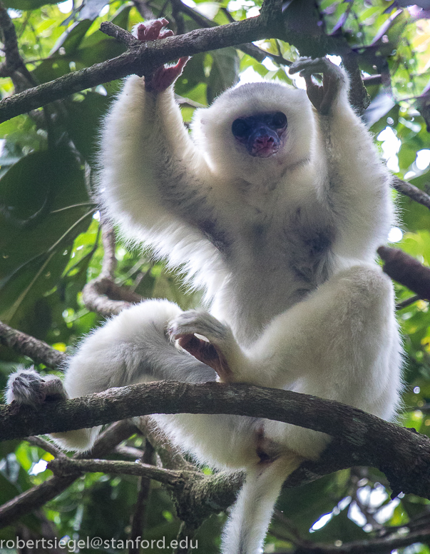 silky sifaka